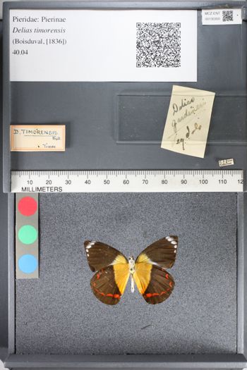 Media type: image;   Entomology 130350